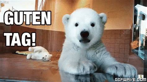 Guten Tag Polar Bear GIF - GutenTag PolarBear - Discover & Share GIFs