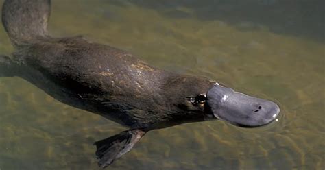 'Godzilla' Platypus fossil unearthed in Australia - Mirror Online