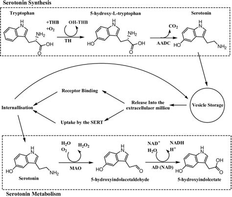 Serotonin synthesis and metabolism. | Download Scientific Diagram