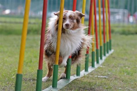 Australian Shepherd Runs Slalom - Breed Pictures | Dog agility, Agility training for dogs, Dog ...