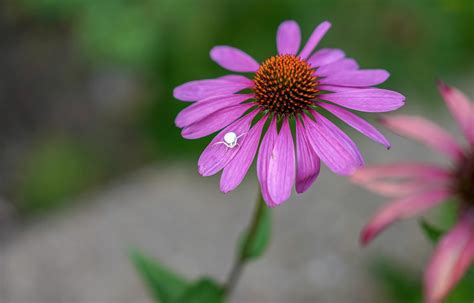 White Crab spider 6909499 Stock Photo at Vecteezy