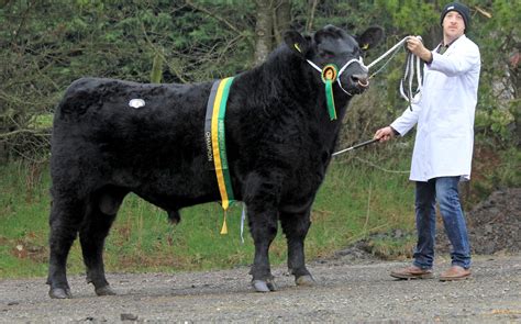 Aberdeen Angus bulls to 5,400gns and 5,200gns at Dungannon - Aberdeen-Angus Cattle Society