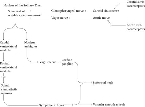 Role of the vasomotor centres | Deranged Physiology