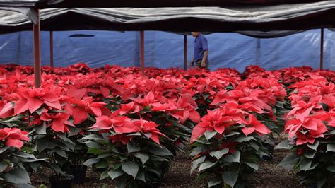 Poinsettia Christmas flowers: How the holiday plant came to the U.S. from Mexico