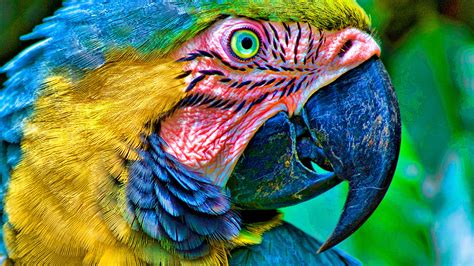 🔥 [50+] Parrot Feather Wallpapers | WallpaperSafari