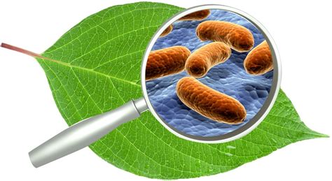 Plantae Bacteria