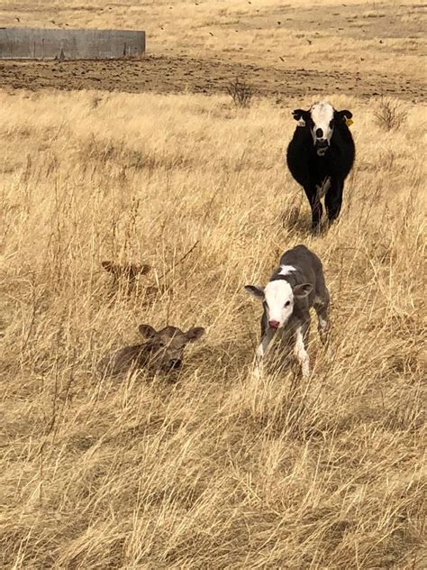 Charolais Cross Calves at the Vera Earl Ranch in Arizona