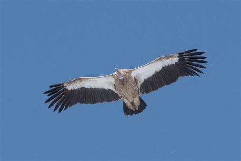 Himalayan Griffon Vulture - a photo on Flickriver