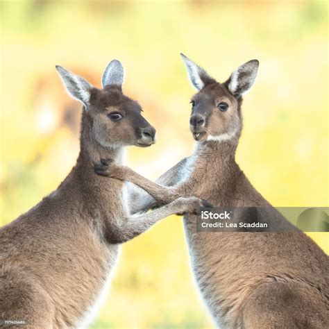 Western Grey Kangaroos Playing Stock Photo - Download Image Now - Love - Emotion, Australia ...