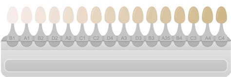 Teeth Color Chart Vector Images (50)