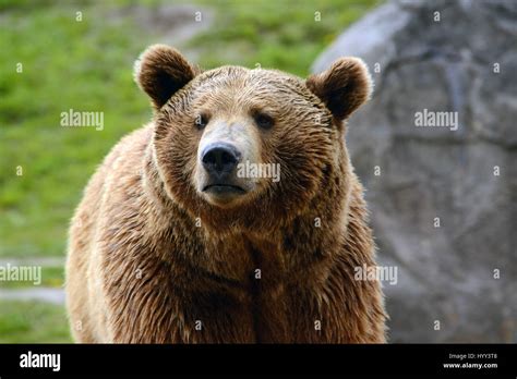 Grizzly bear eyes hi-res stock photography and images - Alamy