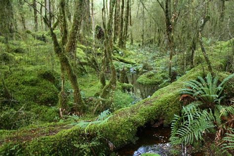 Free Images : tree, swamp, wilderness, stream, jungle, spruce ...