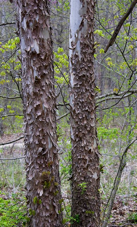 Rurification | Robin Edmundson: Sycamore Bark