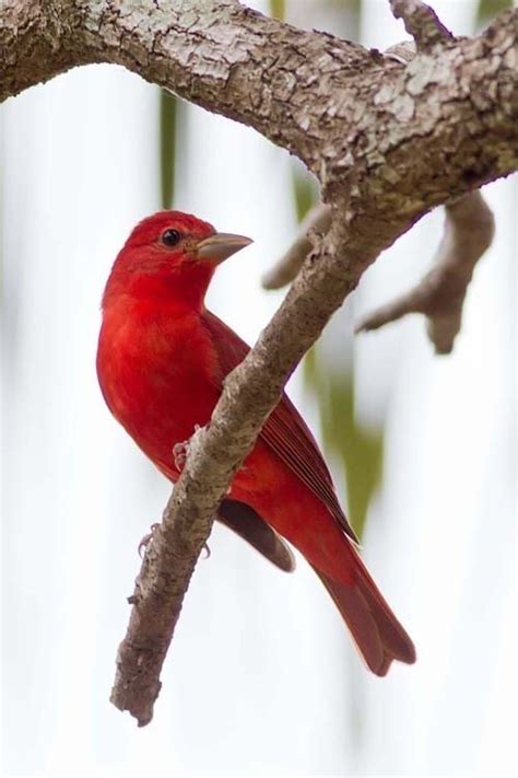 Bird Identification: CLOSED: Many Spring Migration Birds from South Texas , 4 by P_Edens