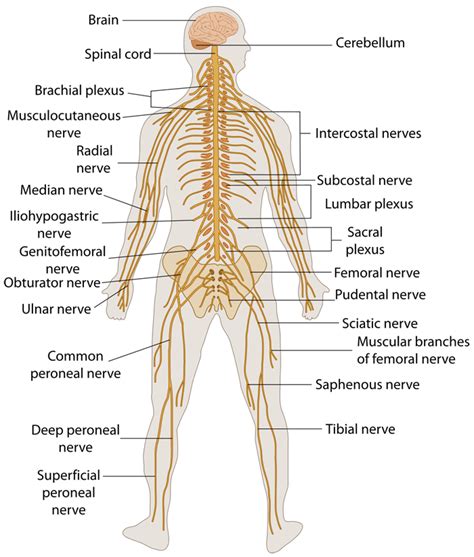 Nervous System | Ask A Biologist