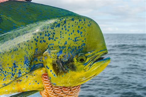 Costa Rica Fishing Species - Dorado – FECOP -The Sport Fishing Voice of ...