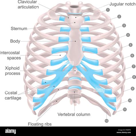 Thoracic cage hi-res stock photography and images - Alamy