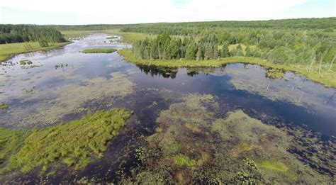 Freshwater Marshes | Lake and Wetland Ecosystems