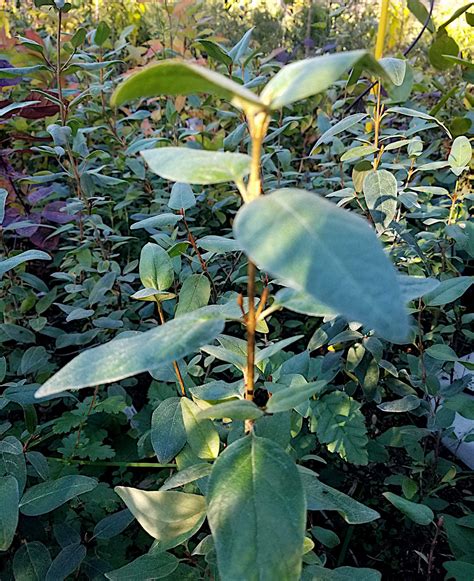 Shepherdia canadensis / Russet Buffaloberry, Soopalollie — Ecotone Plants LLC