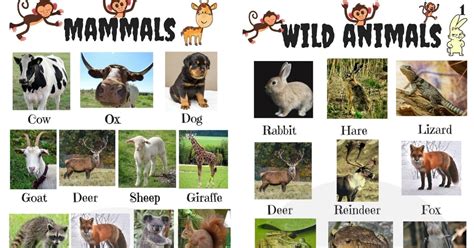 List of Animals: 1000+ Cool Animals List with Pictures • 7ESL