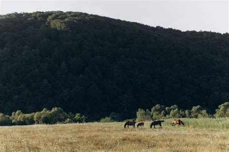 Premium Photo | Horse on field summer sunset