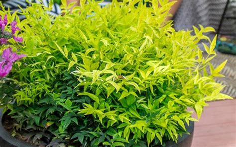 Nandina Lemon lime - Nandina domestica 'Lemon-Lime' care and culture | Travaldo's blog