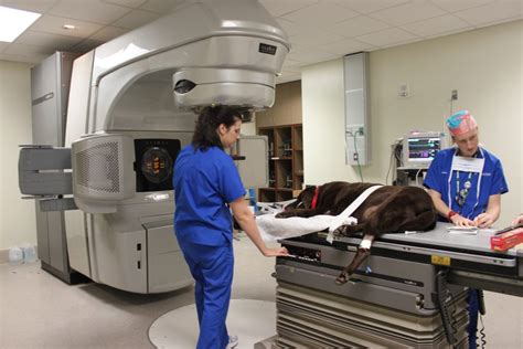 Stereotactic Radiosurgery (SRS) for Dogs & Cats - CriticalCareDVM