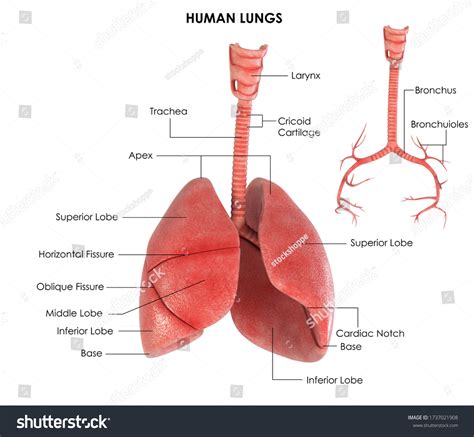 3d Image Render Diagram Human Lungs Stock Illustration 1737021908 | Shutterstock