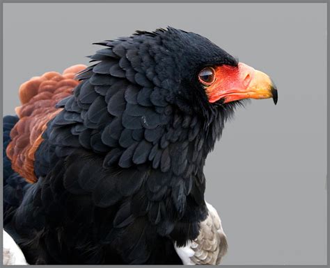 Bateleur eagle study | The Bateleur is a large eagle that in… | Flickr