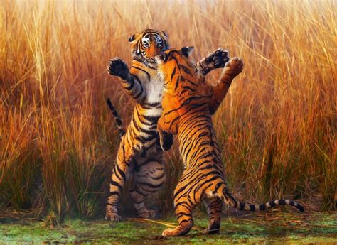 Two Tiger Fightining, HD Animals, 4k Wallpapers, Images, Backgrounds, Photos and Pictures