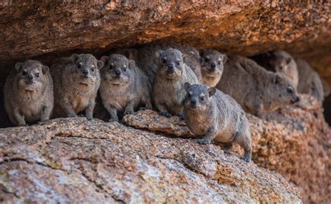 Rock Badger Family - Spiztkoppe | Also called : Dassie or Ro… | Flickr