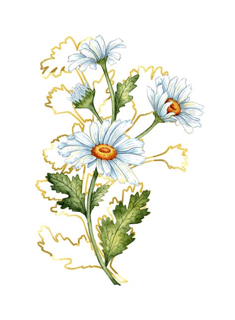 Watercolor illustration sprig of white daisies, buds, leaves and brown outlines. Isolated flower ...