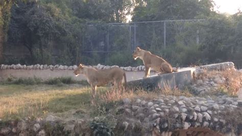 Lion in lucknow zoo - YouTube