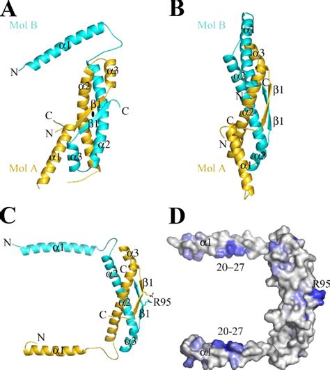 Structure of ORF52 dimer. A, schematic drawing of the ORF52 dimer.... | Download Scientific Diagram