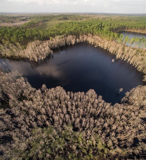 Aerial View Of Lake Amidst Trees At Pine Log State Forest Photograph by ...