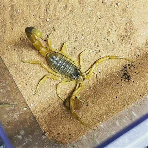 Worlds Deadliest: Deathstalker Scorpion Facts