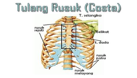 Tulang Dada Dan Tulang Rusuk