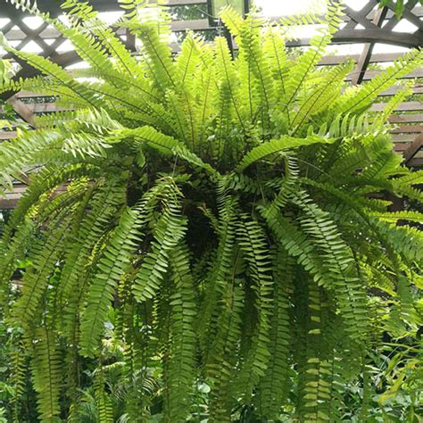 Boston Fern (Nephrolepis Exaltata) | Tooth Mountain Nursery