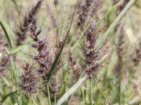 Cenchrus pennisetiformis - Fountain Buffel Grass