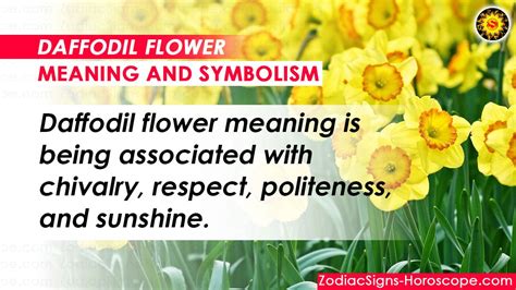 Daffodil Flower Meaning and Symbolism - ZodiacSigns-Horoscope.com