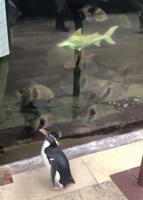 Watch: Penguins in Chicago visit other animals as aquarium closes to ...