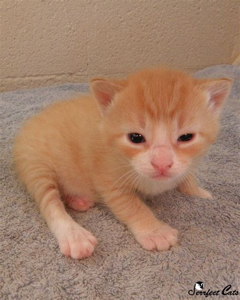 Orange Manx Kitten #kitten cat #manxcat Help support community cats ...