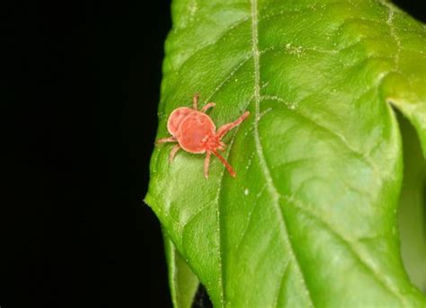 Chiggers on Dogs: What You Need to Know | PetMD