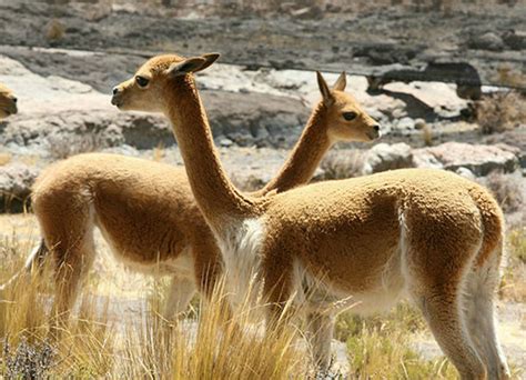 The wool from vicuna, the most expensive in the world