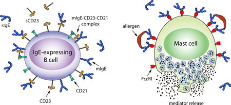 Immunoglobulin E (IgE) Antibody Test + High & Low Levels - SelfDecode Labs