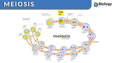 Genetic Makeup Of Daughter Cells In Meiosis | Saubhaya Makeup