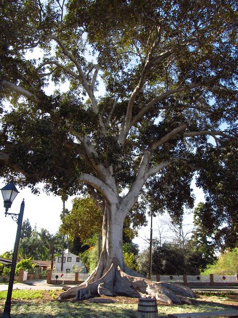 Anaheim, California | The Moreton Bay Fig Tree was planted a… | Flickr