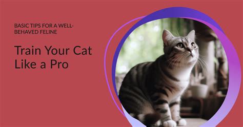 Cat Basic Training Tips - BEACONPET