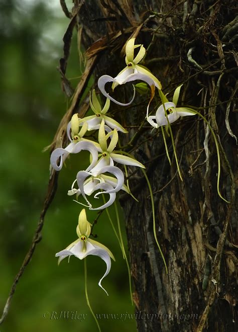 Ghost Orchid Webinar Scheduled for Sept. 9 | Audubon Corkscrew Swamp Sanctuary