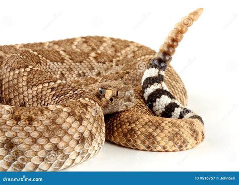 Western Diamondback Rattlesnake (Crotalus Atrox). Stock Image - Image ...